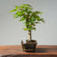 Japanese Maple Bonsai #770