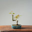 Japanese Maple Bonsai #771