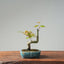 Japanese Maple Bonsai #771