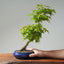 Japanese Maple Bonsai #772
