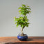 Japanese Maple Bonsai #772