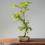Japanese Maple Bonsai #773