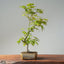 Japanese Maple Bonsai #773