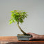 Japanese Maple Bonsai #774