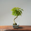 Japanese Maple Bonsai #774