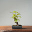 Japanese Maple Bonsai #775