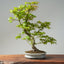 Japanese Maple Bonsai #776