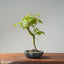 Japanese Maple Bonsai #777