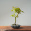 Japanese Maple Bonsai #777