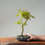 Japanese Maple Bonsai #777