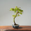Japanese Maple Bonsai #777