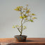 Japanese Maple Bonsai #778