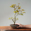 Japanese Maple Bonsai #778