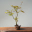 Japanese Maple Bonsai #778