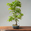 Japanese Maple Bonsai #779