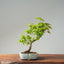Japanese Maple Bonsai #780