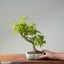 Japanese Maple Bonsai #780