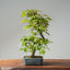 Japanese Maple Bonsai #781
