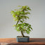 Japanese Maple Bonsai #781