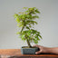 Japanese Maple Bonsai #781
