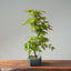 Japanese Maple Bonsai #781