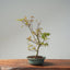 Japanese Maple Bonsai #782