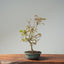 Japanese Maple Bonsai #782