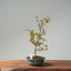Japanese Maple Bonsai #782