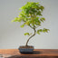 Japanese Maple Bonsai #783