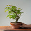 Japanese Maple Bonsai #784