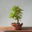 Japanese Maple Bonsai #784