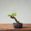 European Crabapple Bonsai #863