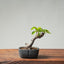 European Crabapple Bonsai #863