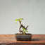 European Crabapple Bonsai #864