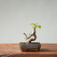 European Crabapple Bonsai #864