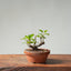 European Crabapple Bonsai #865