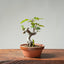 European Crabapple Bonsai #866