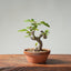 European Crabapple Bonsai #866