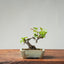 European Crabapple Bonsai #868