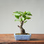 European Crabapple Bonsai #869