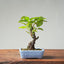 European Crabapple Bonsai #869