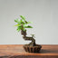 European Crabapple Bonsai #870