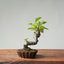 European Crabapple Bonsai #870