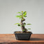 European Crabapple Bonsai #872