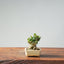 Olive Bonsai #940