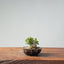 Olive Bonsai #941