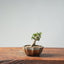 Olive Bonsai #943