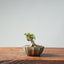 Olive Bonsai #943