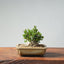 Olive Bonsai #945