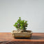 Olive Bonsai #945